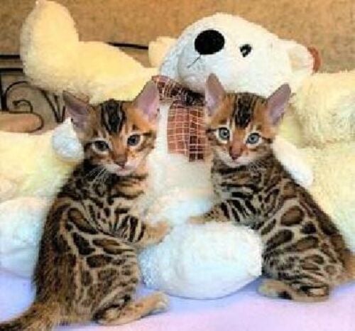 Bengal  kittens for sale