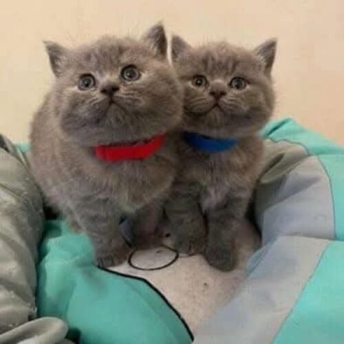 British Shorthair kittens for sale