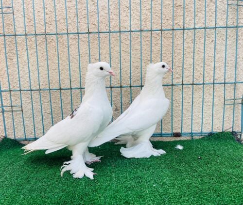 Irani breeding pair