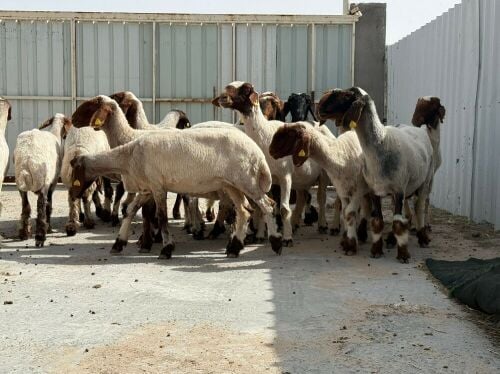 غنم سوريه طيبه شبب تنايه ورباعات