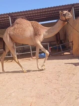 بكرمهجنه عشراء سليمه من البروسيلا