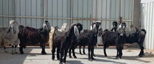 معزه عوارض طيبه شبب