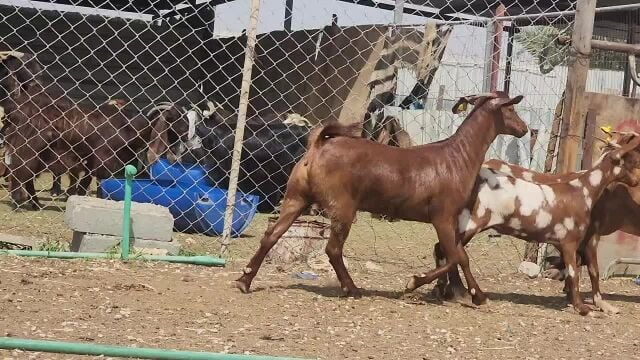 للبيع جمد جنوبيات اصايل درجه اولى