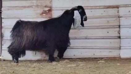 للبيع فحل عارض الطيب فاخر