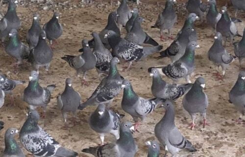 pigeon zagel race