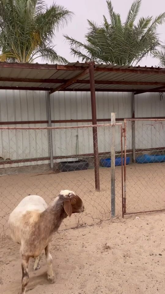 شوهات طيبه للبيع 