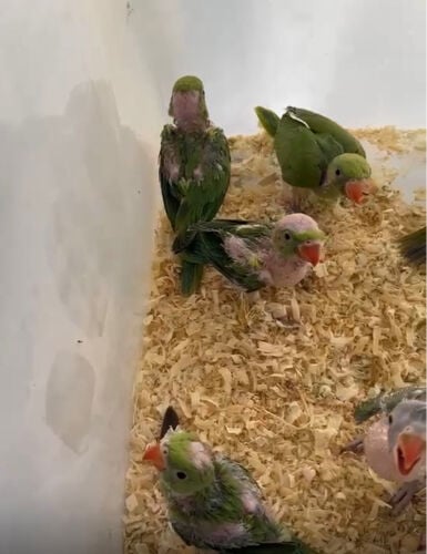 فروخ دره خضر  