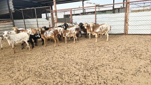 للبيع بربر بيرشن طيبه