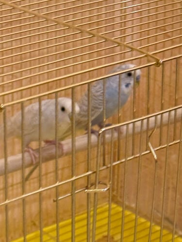 زوج بادجي للبيع  اقرأ الوصف