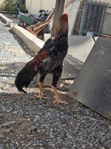 O shamo Rooster and 1 hen