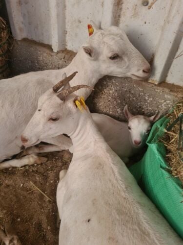 صلالي عمانيات أبررص دفيع وليد