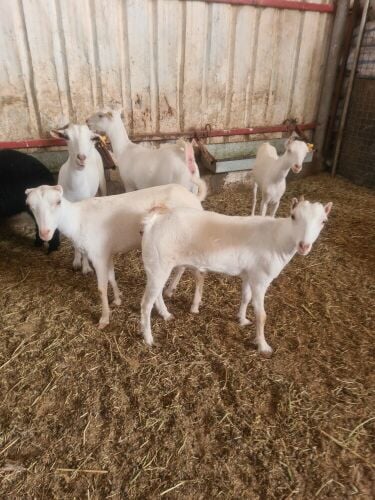 صلالي عمانيات أبررص