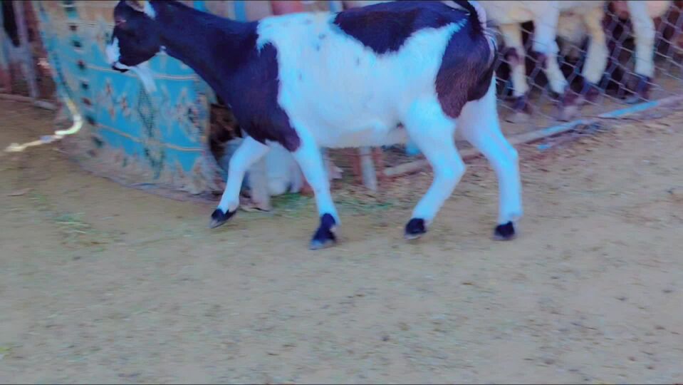 للبيع عنزه قزم بلجيكي بيور طيبه