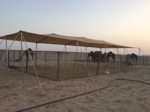 مظلات غنم وأبل للبيع 