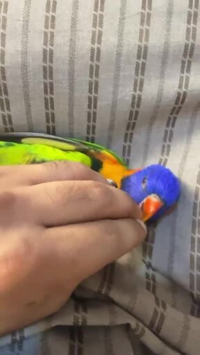 لوري رينبو 