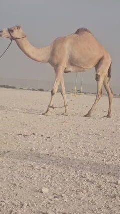 عشره