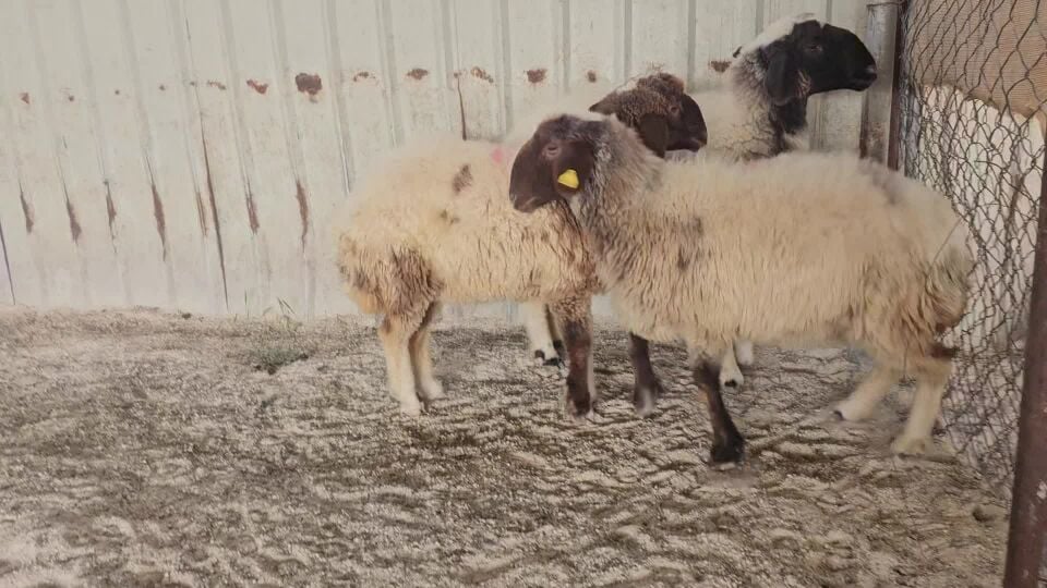رخال سوريه