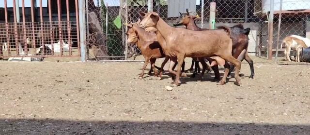 معزا عمانيات حمر طيبه فاخرة