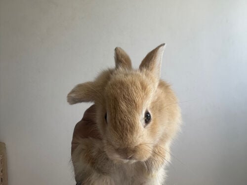 bunny male 1 week 