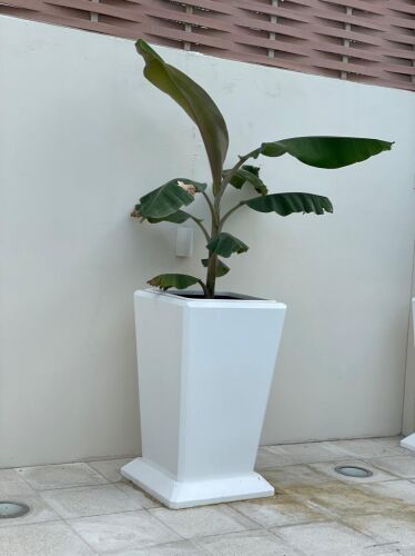 احواض زرائية