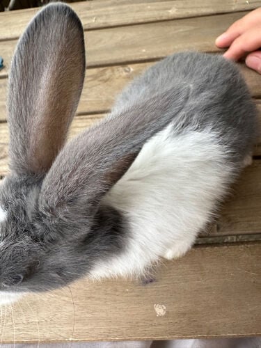 rabbit female