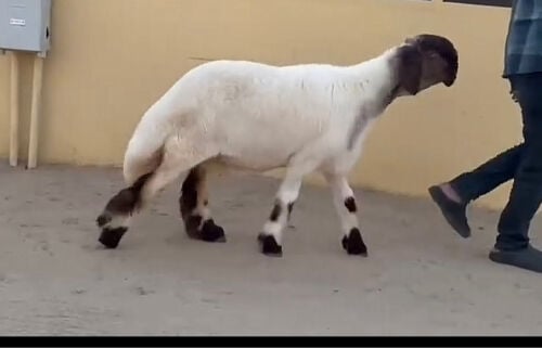 مطلوب رخل صنف خصصم 