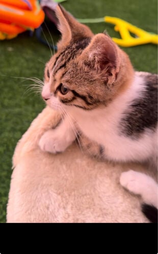 kitten 