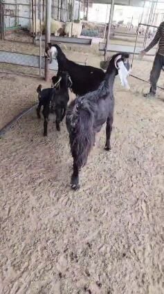 لبيع عوارض وليد حدرهم 2جفار