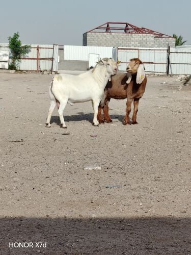 فحل عماني ابرص حار