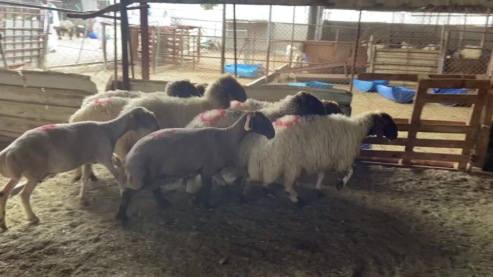 شويهات سورية 