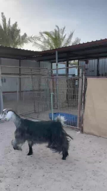 عنز حليب طيبه 