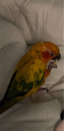 sun conure missing 