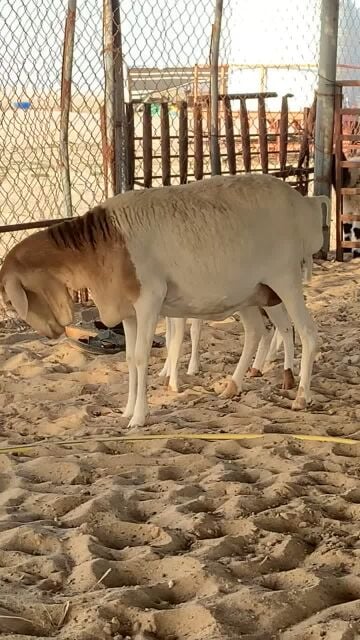 بربريه رغوث