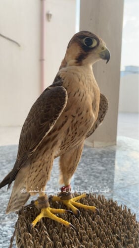 الطير ( انباع )