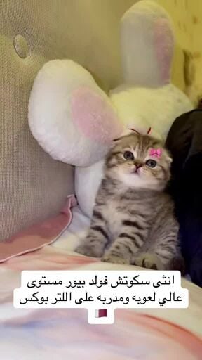 نثيه للبيع