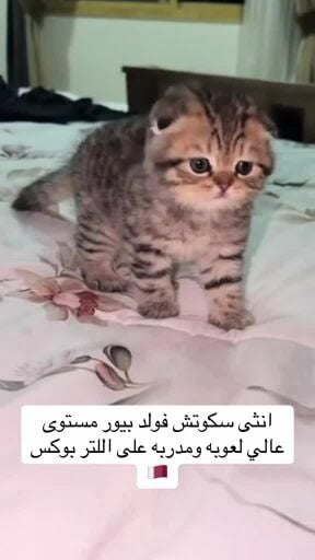 قط سكوتش فولد نثيه  عمر شهر ونص 