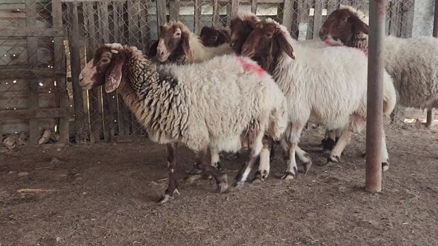 للبيع شويهات سوريه دفيع واصل