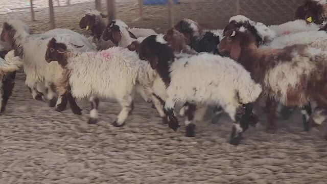 للبيع خرفان ورخال