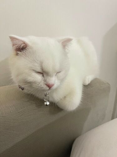 Scottish Fold Kitten