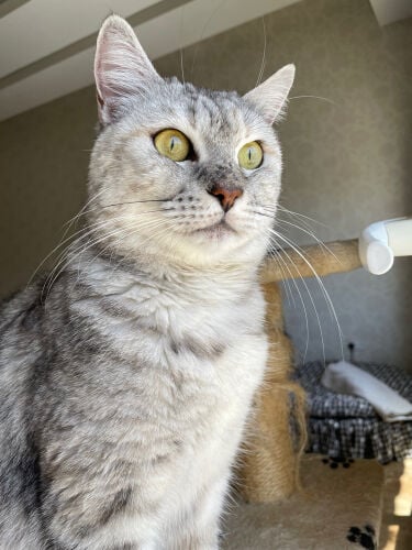 for adoption alwaneesa 