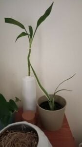Indoor and outdoor plants