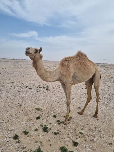 معاشير مهجنات