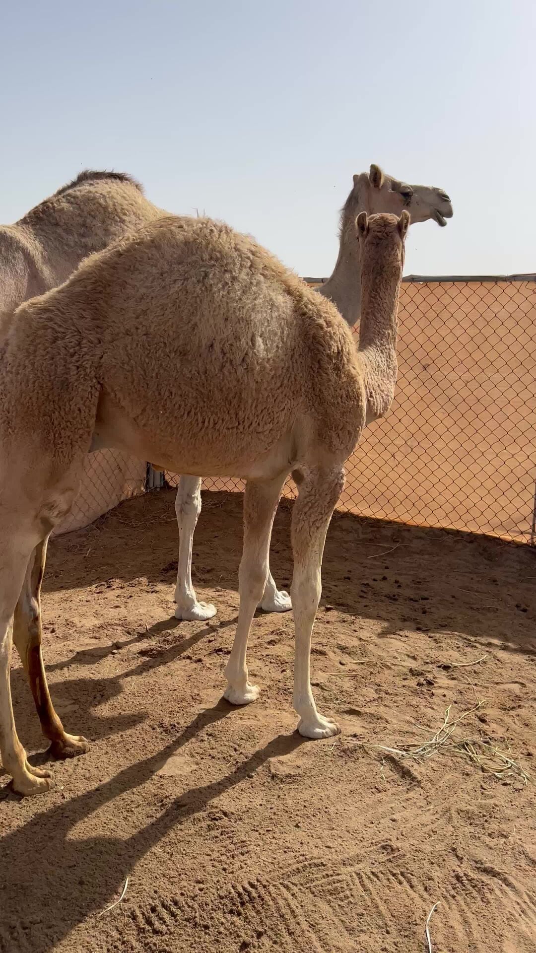 حوار 