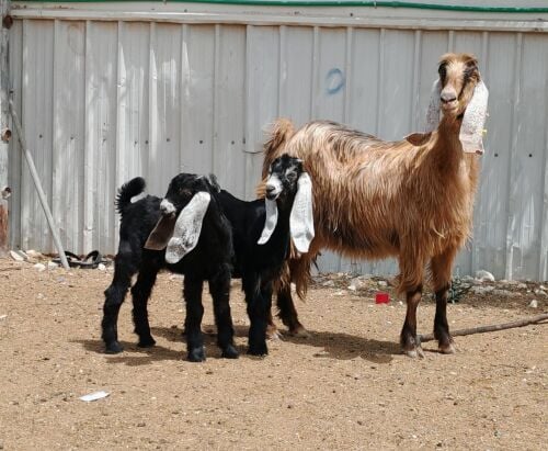 للبيع عنز عاااااااارضيه طيبه وليد