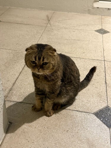 Lost Cat Announcement