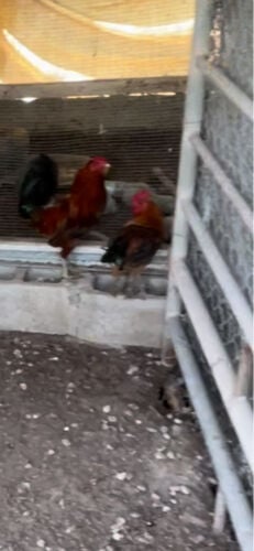 big chicken for sale