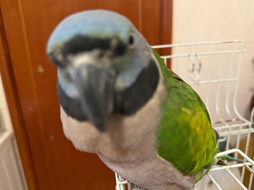 African king parrot with case