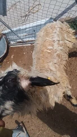 البيع خروف عرب زبيح