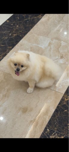 بوميرينيان ( الوجه الدبي)