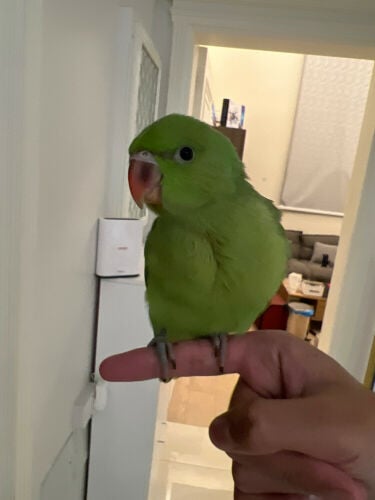 The Indian Parrot Al-Durra Is Lost